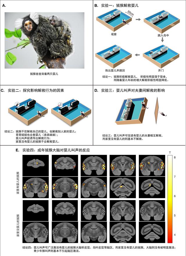 绒猴（狨猴图片），上海科学家发现“家有儿女”促进狨猴利他行为