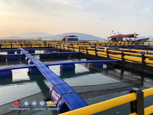 怎么清蒸大黄鱼好吃，就能get一盘鲜嫩的大黄鱼