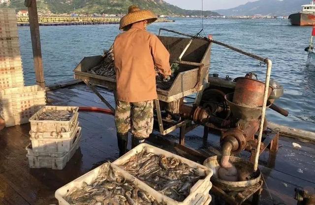 怎么清蒸大黄鱼好吃，就能get一盘鲜嫩的大黄鱼