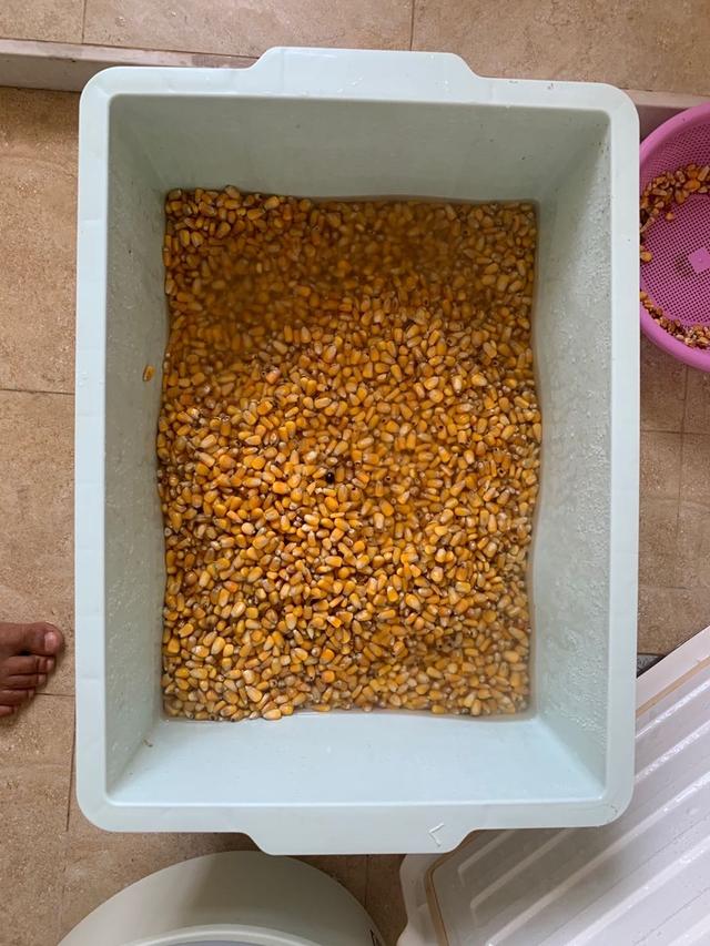 嫩玉米最佳泡制方法,玉米饵料泡制方法(发酵玉米的制作方法以及垂钓