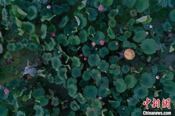 红皮莲子需要去皮吗，红皮莲子需要去皮吗图片（建莲产业“三级跳”百姓腰包鼓起来）