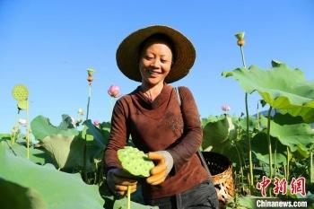 红皮莲子需要去皮吗，红皮莲子需要去皮吗图片（建莲产业“三级跳”百姓腰包鼓起来）