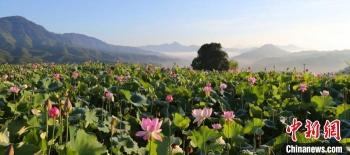 红皮莲子需要去皮吗，红皮莲子需要去皮吗图片（建莲产业“三级跳”百姓腰包鼓起来）