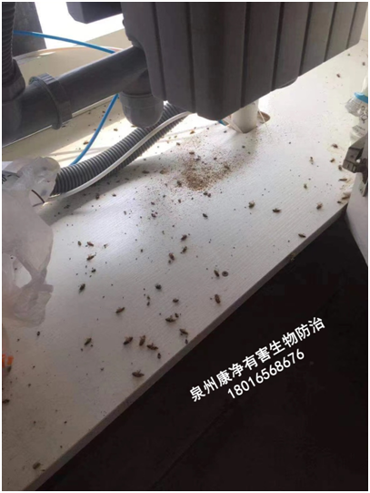怎样除蟑螂（蟑螂怎么消灭才彻底）