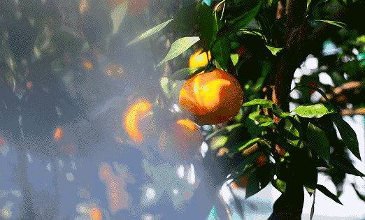 橘子的营养成分，橘子有什么营养成分（橘子营养多丰富，也不宜吃多）