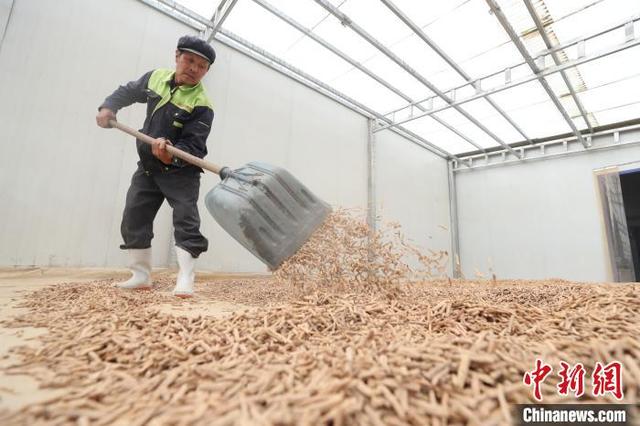 当归产地哪里的最好，当归产地哪里的好（一个贫困县的“破茧成蝶”之路）