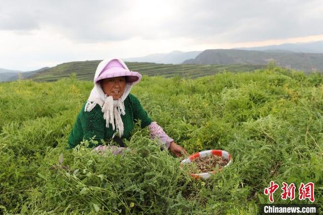 当归产地哪里的最好，当归产地哪里的好（一个贫困县的“破茧成蝶”之路）