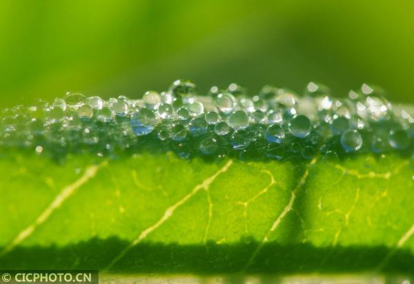 丹桂飘香是什么意思，金风送爽,丹桂飘香是什么意思（四季之歌，朝露凝白秋意凉）