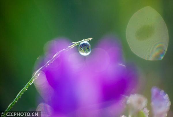 丹桂飘香是什么意思，金风送爽,丹桂飘香是什么意思（四季之歌，朝露凝白秋意凉）