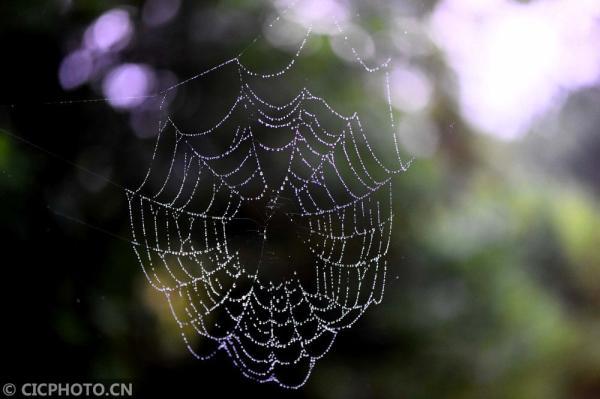 丹桂飘香是什么意思，金风送爽,丹桂飘香是什么意思（四季之歌，朝露凝白秋意凉）