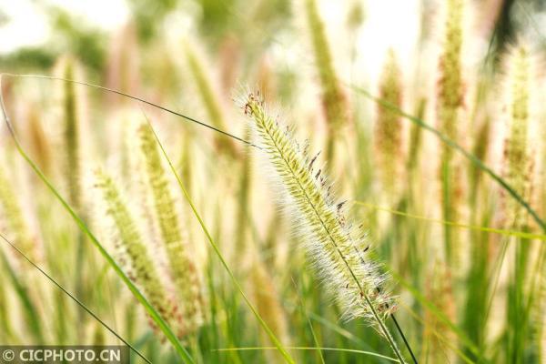 丹桂飘香是什么意思，金风送爽,丹桂飘香是什么意思（四季之歌，朝露凝白秋意凉）