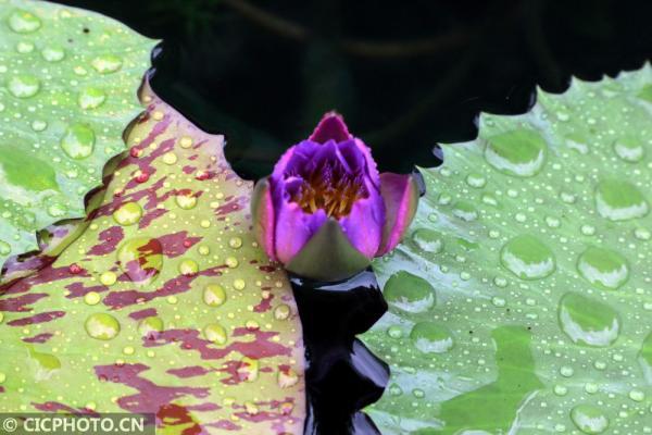 丹桂飘香是什么意思，金风送爽,丹桂飘香是什么意思（四季之歌，朝露凝白秋意凉）