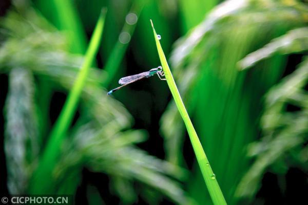 丹桂飘香是什么意思，金风送爽,丹桂飘香是什么意思（四季之歌，朝露凝白秋意凉）