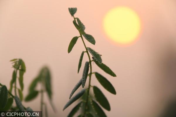 丹桂飘香是什么意思，金风送爽,丹桂飘香是什么意思（四季之歌，朝露凝白秋意凉）