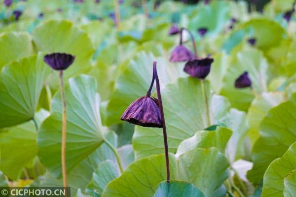 丹桂飘香是什么意思，金风送爽,丹桂飘香是什么意思（四季之歌，朝露凝白秋意凉）