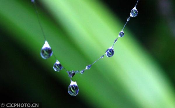 丹桂飘香是什么意思，金风送爽,丹桂飘香是什么意思（四季之歌，朝露凝白秋意凉）