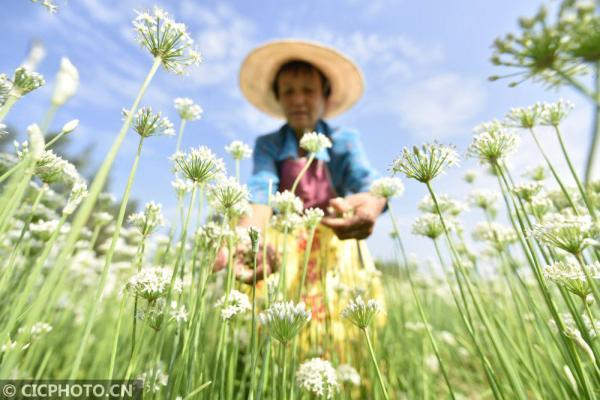 丹桂飘香是什么意思，金风送爽,丹桂飘香是什么意思（四季之歌，朝露凝白秋意凉）