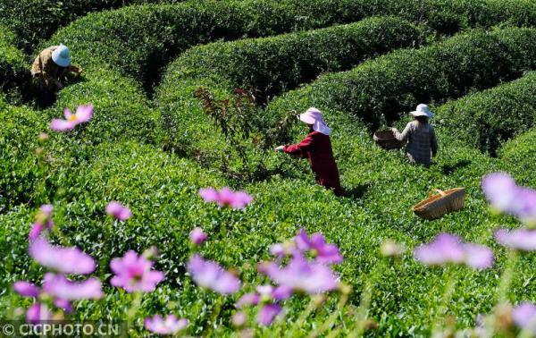 丹桂飘香是什么意思，金风送爽,丹桂飘香是什么意思（四季之歌，朝露凝白秋意凉）