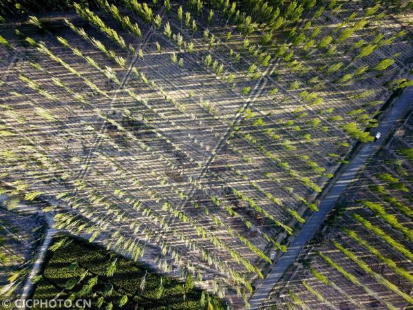 丹桂飘香是什么意思，金风送爽,丹桂飘香是什么意思（四季之歌，朝露凝白秋意凉）