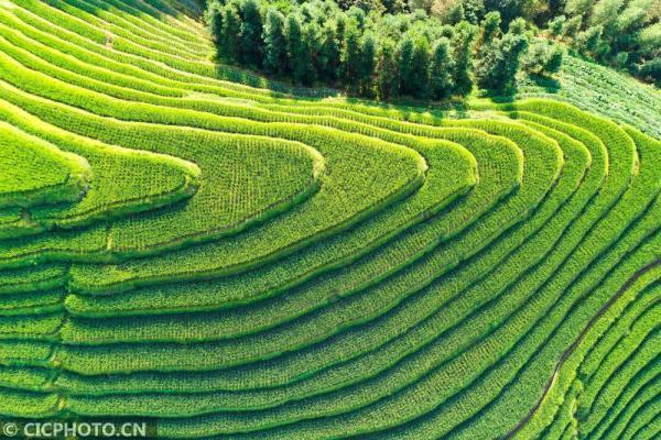 丹桂飘香是什么意思，金风送爽,丹桂飘香是什么意思（四季之歌，朝露凝白秋意凉）