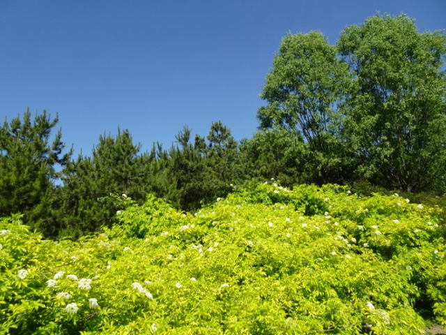 水栒子能吃吗，蚰子可以吃吗（园林人眼中的“增彩延绿”）