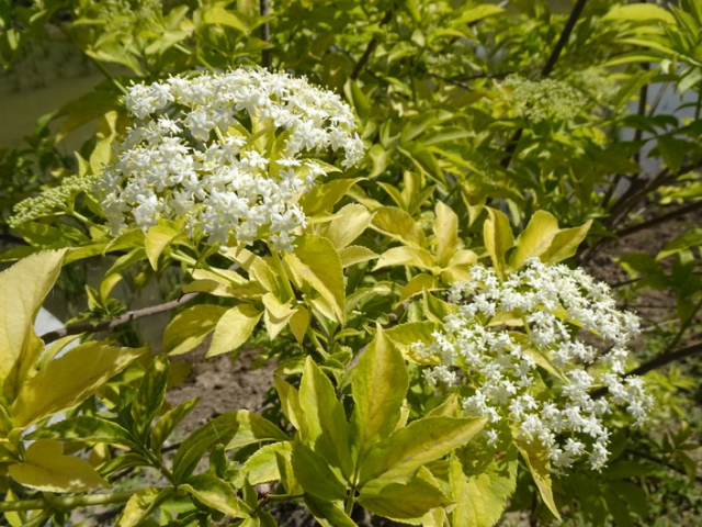 水栒子能吃吗，蚰子可以吃吗（园林人眼中的“增彩延绿”）