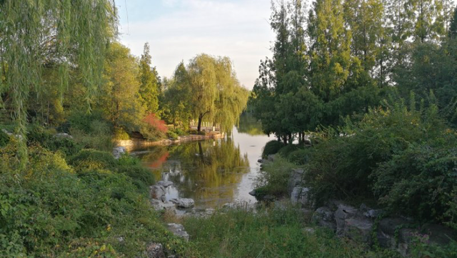 水栒子能吃吗，蚰子可以吃吗（园林人眼中的“增彩延绿”）