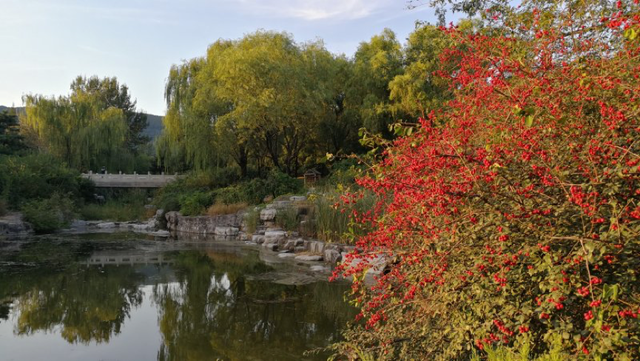 水栒子能吃吗，蚰子可以吃吗（园林人眼中的“增彩延绿”）