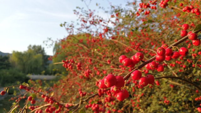 水栒子能吃吗，蚰子可以吃吗（园林人眼中的“增彩延绿”）