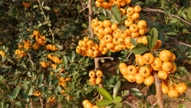 水栒子能吃吗，蚰子可以吃吗（园林人眼中的“增彩延绿”）