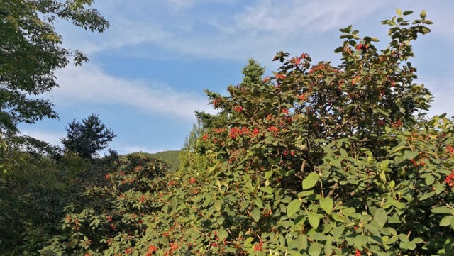 水栒子能吃吗，蚰子可以吃吗（园林人眼中的“增彩延绿”）