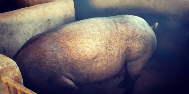 初产猪母难产掏不出会死吗，初产母猪难产多久会死（杨满弟家的“脱贫致富经”）