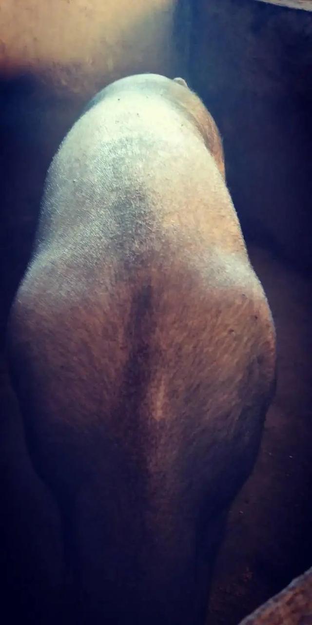 初产猪母难产掏不出会死吗，初产母猪难产多久会死（杨满弟家的“脱贫致富经”）