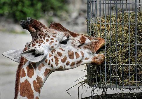 反差萌是什么意思，反差萌什么意思啊（“反差萌”为什么受人欢迎）