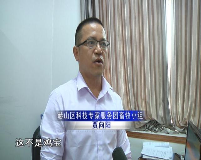 鸡宝的药用价值，鸡宝有什么作用（男子杀鸡发现“鸡宝”）