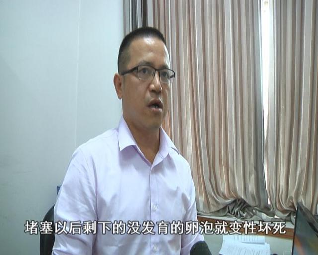 鸡宝的药用价值，鸡宝有什么作用（男子杀鸡发现“鸡宝”）