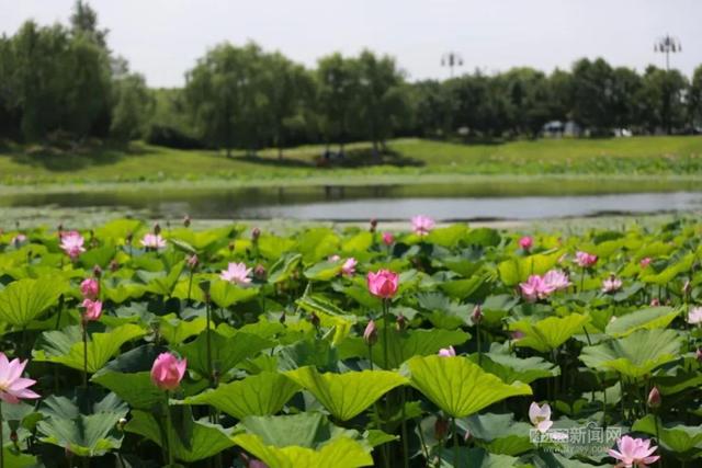 夏天哈尔滨一般是多少度，这才是哈尔滨的夏天丨收藏冰城一夏