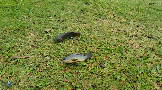 鲨鱼用什么呼吸，鲨鱼是靠什么呼吸的（离开水也能存活的鱼）