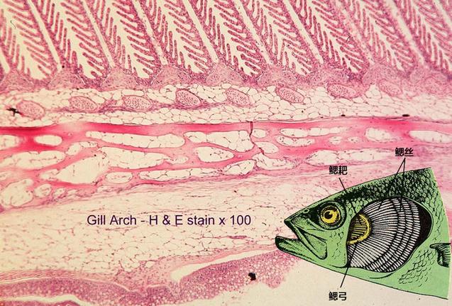 鲨鱼用什么呼吸，鲨鱼是靠什么呼吸的（离开水也能存活的鱼）