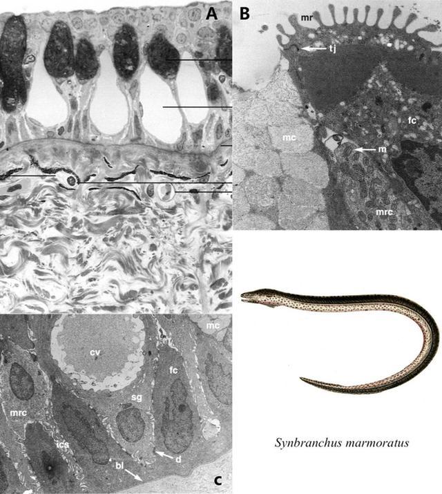 鲨鱼用什么呼吸，鲨鱼是靠什么呼吸的（离开水也能存活的鱼）