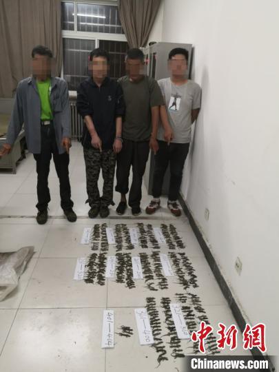 壁虎的药用价值，壁虎有哪些药用价值（4名男子猎捕400余只无蹼壁虎被刑拘）