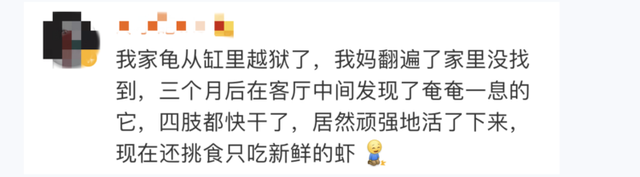 珍珠龜壽命是多久,珍珠龜兩年長多大(被困快遞盒60天珍珠龜竟然還活著