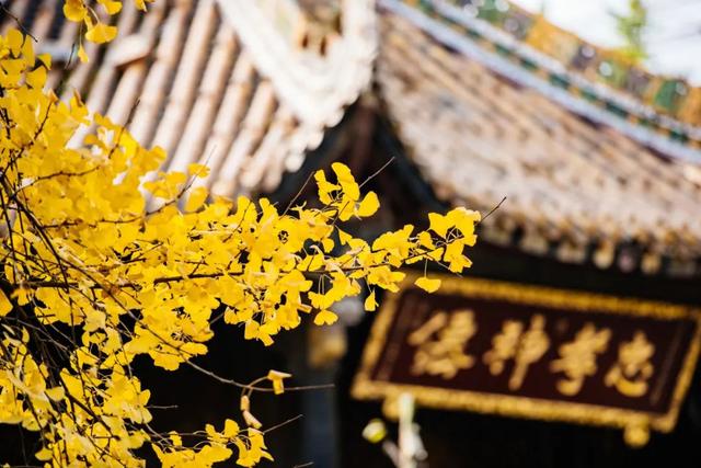 攀成钢的历史，攀成钢现在怎么样（这棵银杏记录下攀成钢的历史）