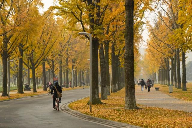 攀成钢的历史，攀成钢现在怎么样（这棵银杏记录下攀成钢的历史）