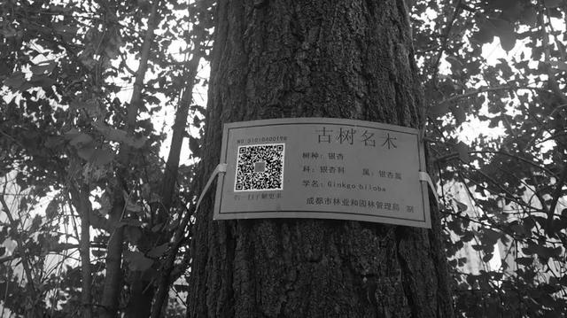 攀成钢的历史，攀成钢现在怎么样（这棵银杏记录下攀成钢的历史）