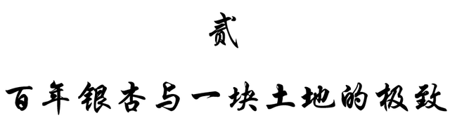 攀成钢的历史，攀成钢现在怎么样（这棵银杏记录下攀成钢的历史）
