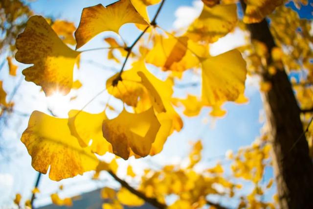 攀成钢的历史，攀成钢现在怎么样（这棵银杏记录下攀成钢的历史）