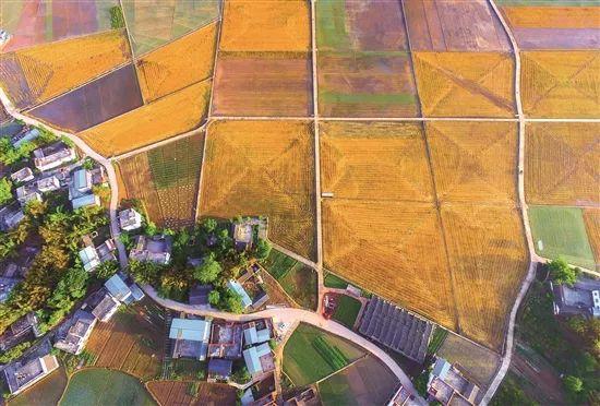 禾加一笔是什么字，禾字加一笔是什么字（乡村变美、群众变富...看）