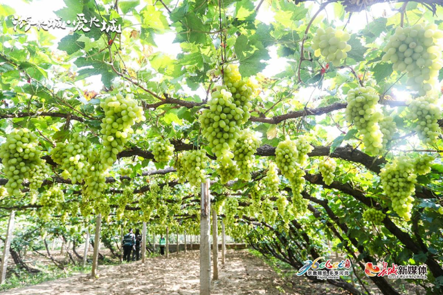 怀来县景点推荐，怀来县附近的景点（一段醇美芳香的梦幻之旅）