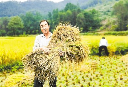 董志塬上的秋天，陕西董志塬在哪里（五谷丰登陇原美）